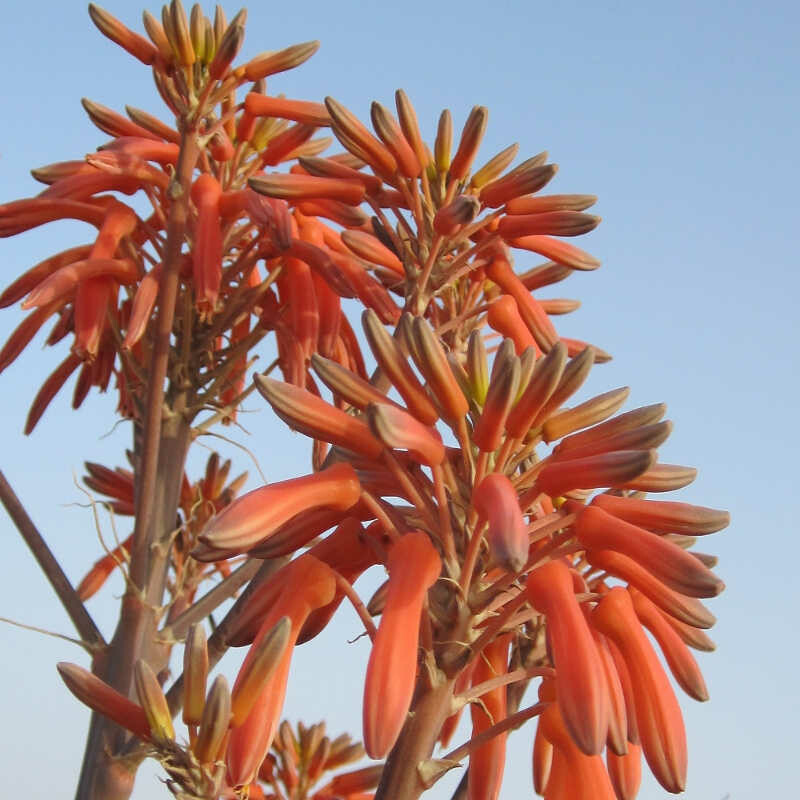 Aloe-Essenz