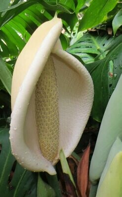 Fensterblatt-Essenz Fensterblatt-Essenz