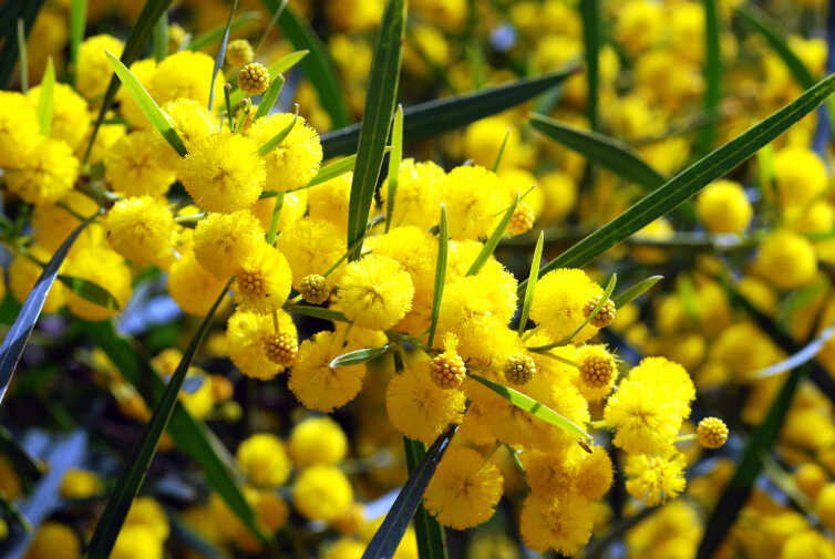 Mimose