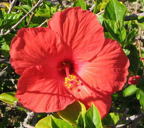 Roseneibisch Hibiskus