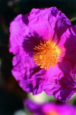 Zistrose Blütenessenz