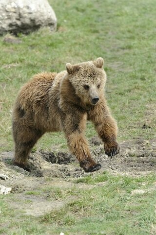Bär