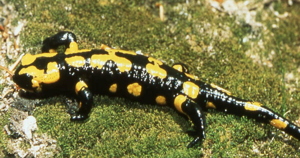 Feuersalamander
