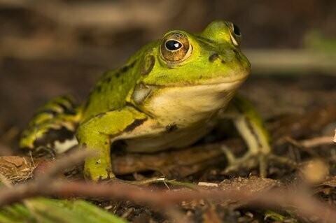 Frosch