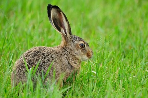 Hase