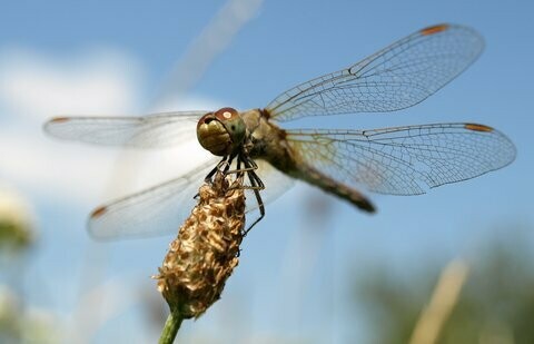 Libelle