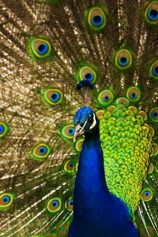 Pfau