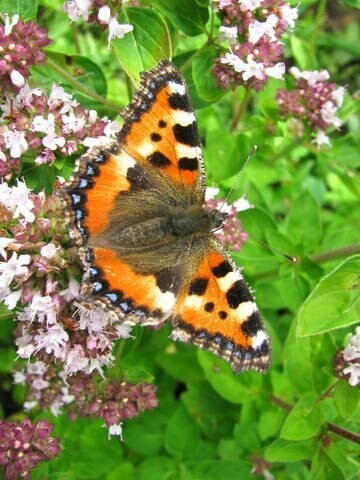 Schmetterling
