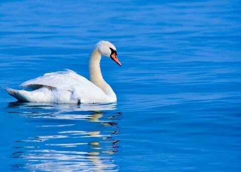 Schwan