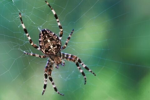 Spinne