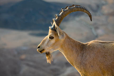 Steinbock