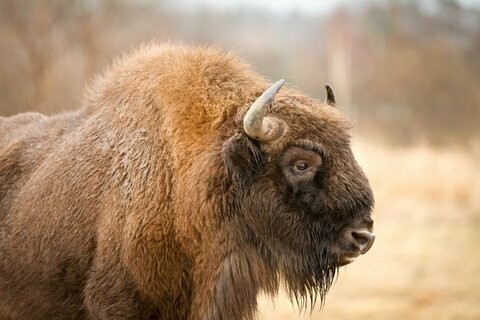 Wisent