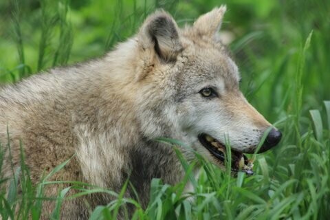 Wolf