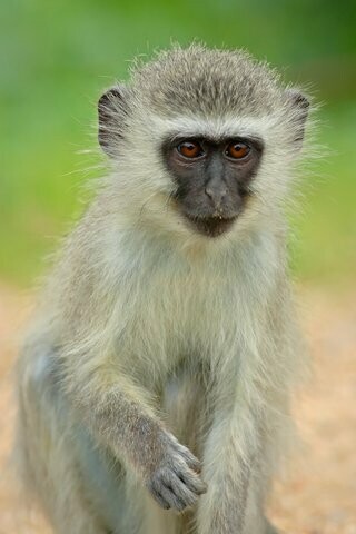 Affe