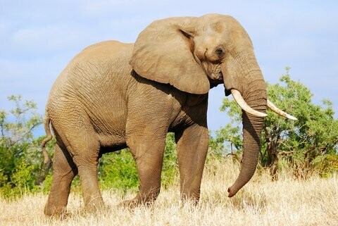 Elefant