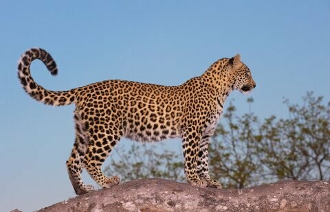 Leopard