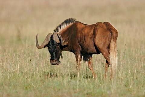 Gnu