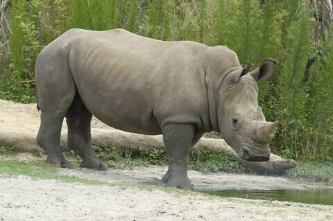 Nashorn