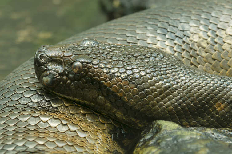 Anaconda