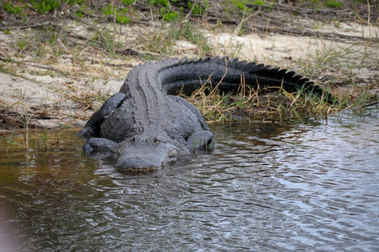 Alligator