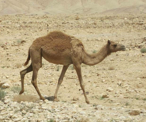 Kamel
