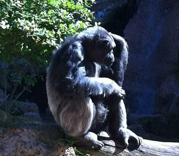 Gorilla