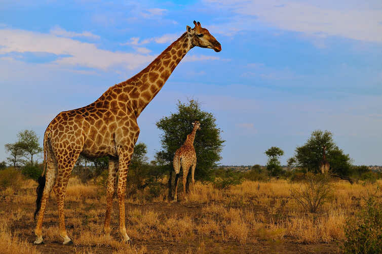 Giraffe