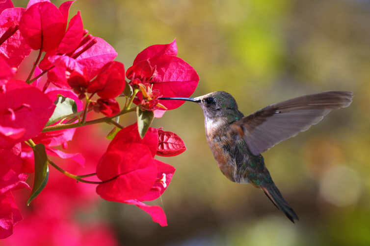 Kolibri
