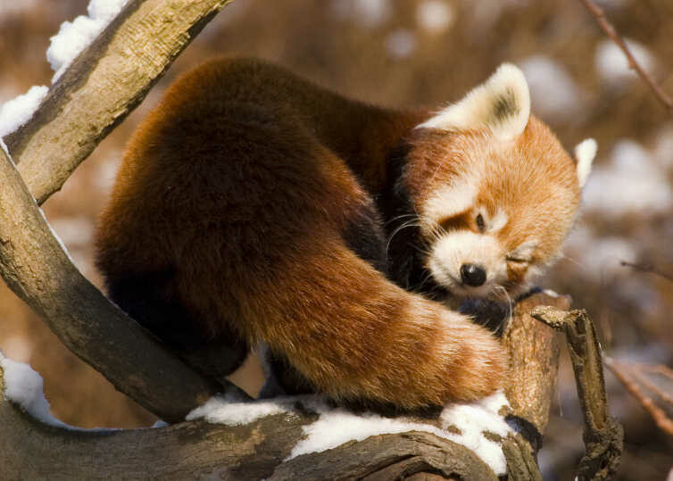 Kleiner Panda