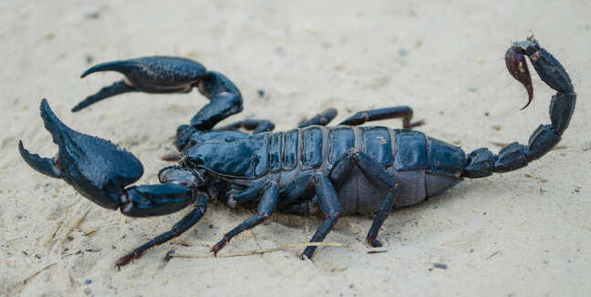 Skorpion