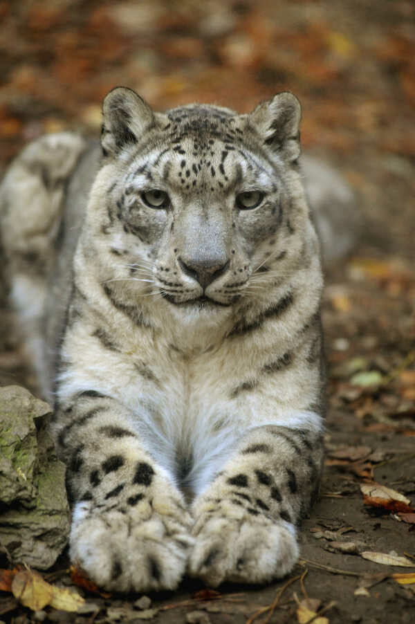 Schneeleopard