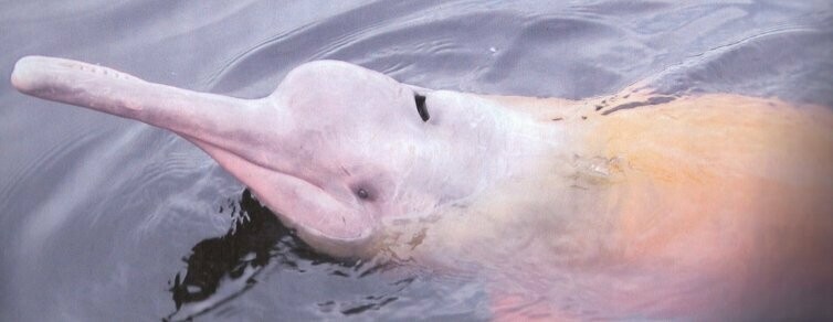 Rosaroter Amazonas-Delfin