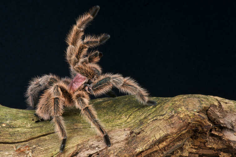 Vogelspinne Tarantel