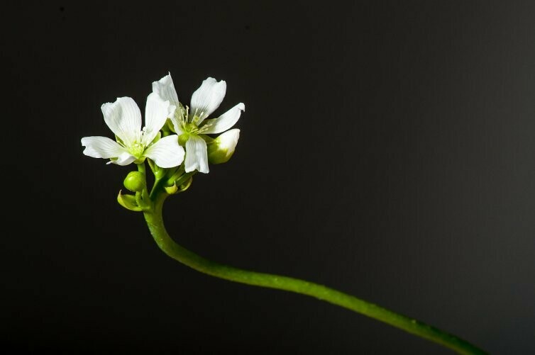 Blütenessenz von der Venusfliegenfalle