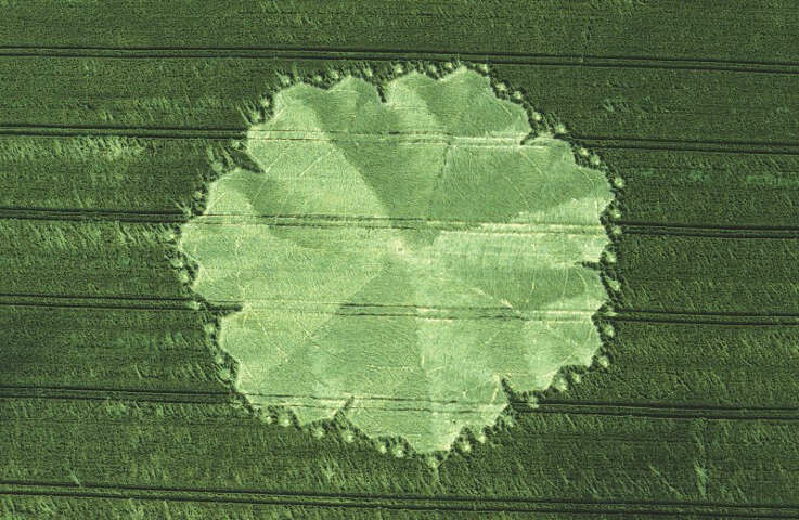 18.) Seven Petal Rose, East Field, UK (1998)