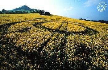 54.) Rapeseed Formation, Desenberg, D (2002)