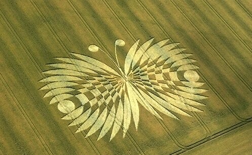 95.) Butterfly, Hailey Wood Ashbury, UK (2007)