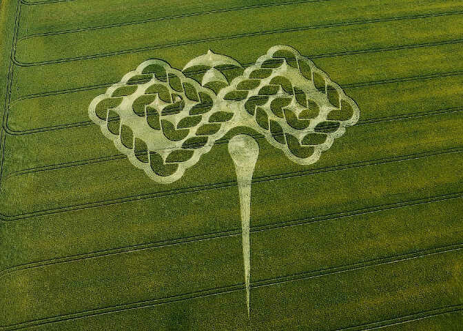 113.) Down Gallops, Beckhampton West, UK (2009)