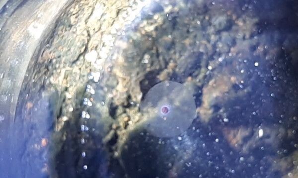 Ocean Essences Nr. 38
