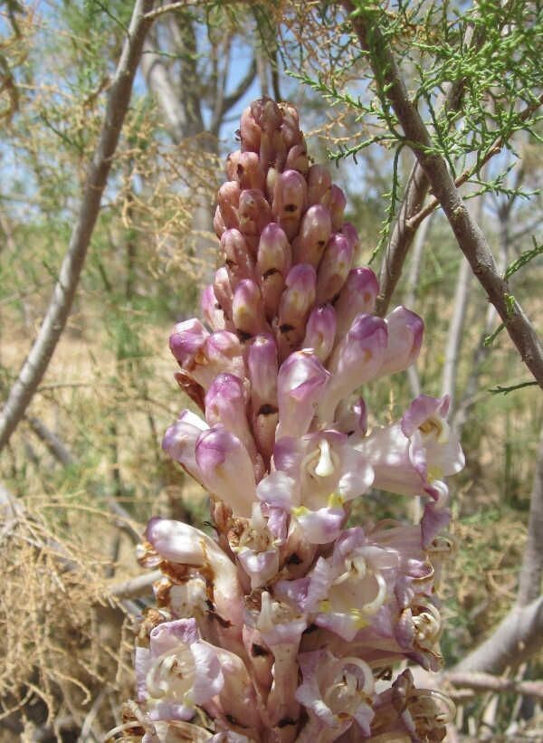 Orobanche Essenz