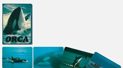 ORCA - 55 Bildkarten über das Leben der Schwertwale