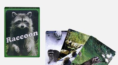 RACOON - 55 Bildkarten zum Geschichtenerfinden über das Leben der Waschbären