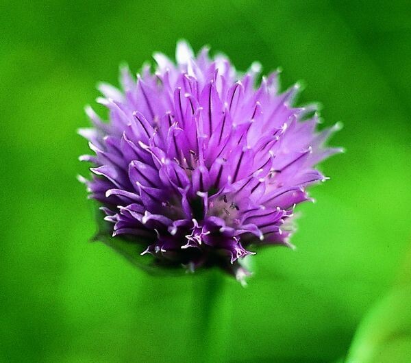 Wilder Knoblauch