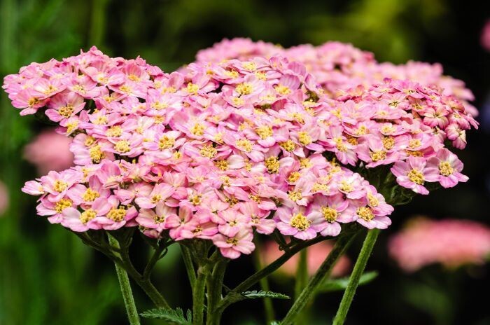 Schafgarbe Rosa Schutz Essenz
