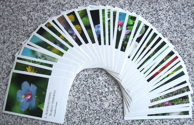 40 Wildpflanzenkarten