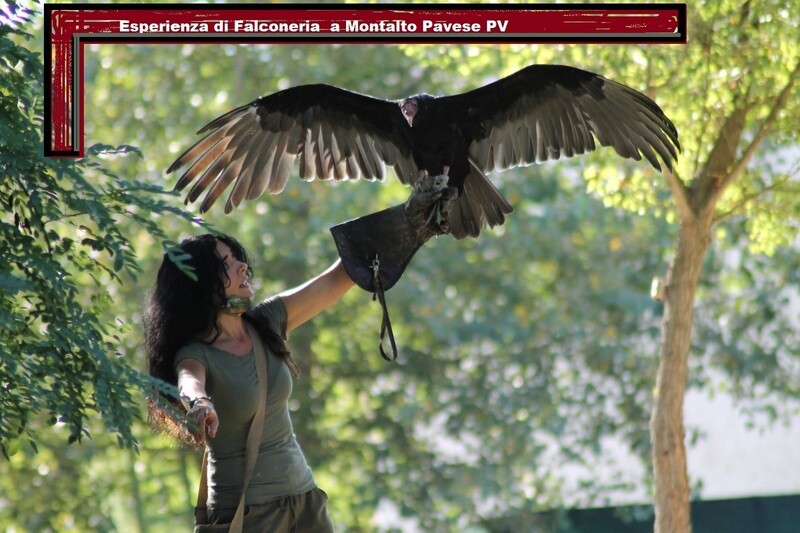 Carta regalo falconiere per un giorno