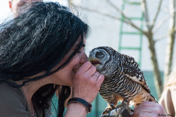 falconiere per un giorno