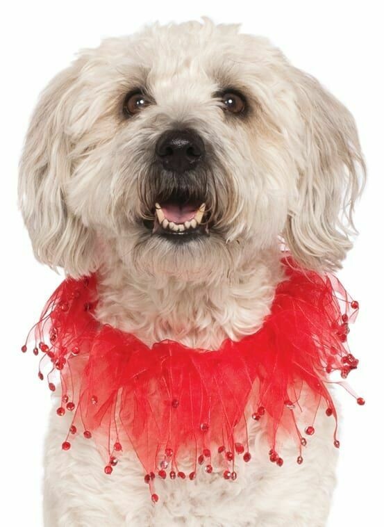 Pet Red Fancy Collar