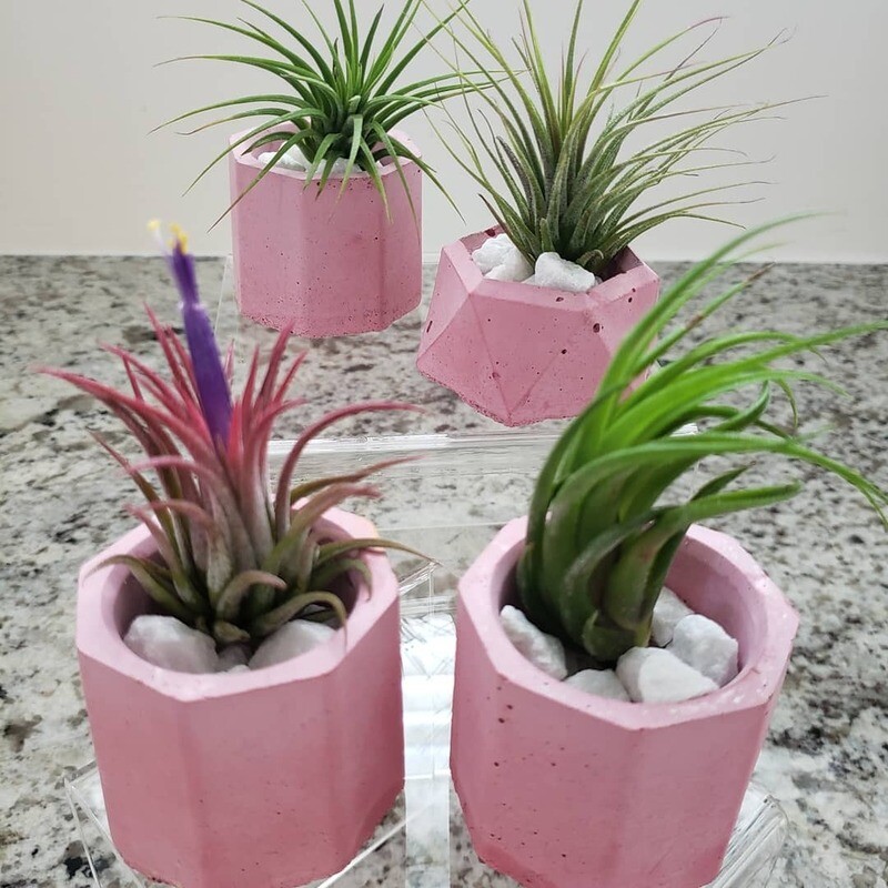 Tillandsia Plant Sets