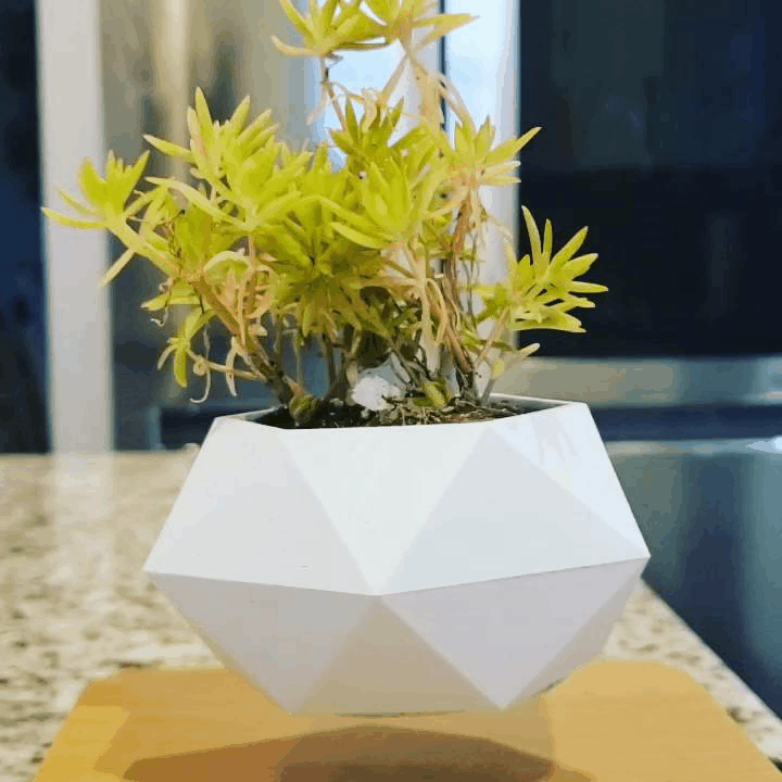 Floating Mid Air Flower Pot - (*plant or cactus included)